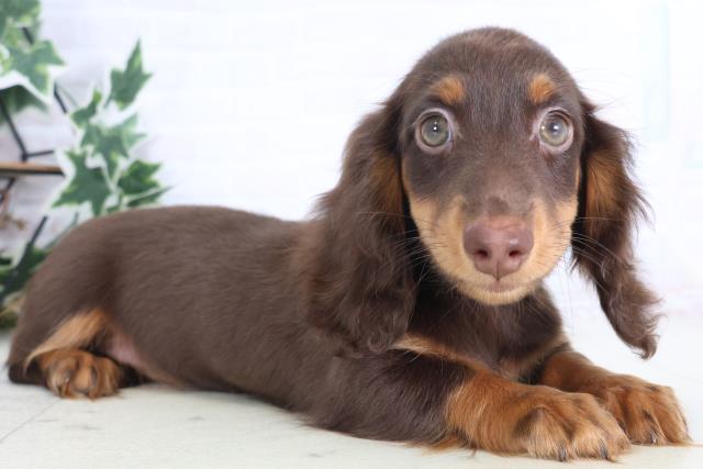 山口県のミニチュアダックスフンド(ロング) (Coo&RIKUサンパークあじす店/2025年11月19日生まれ/女の子/チョコレートタンホワイト)の子犬の2枚目の画像