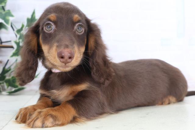 山口県のミニチュアダックスフンド(ロング) (Coo&RIKUサンパークあじす店/2025年11月19日生まれ/女の子/チョコレートタンホワイト)の子犬の3枚目の画像