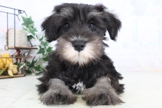 愛媛県のミニチュアシュナウザー (Coo&RIKUイオンタウン川之江店/2025年11月28日生まれ/男の子/ブラックシルバー)の子犬の1枚目の画像