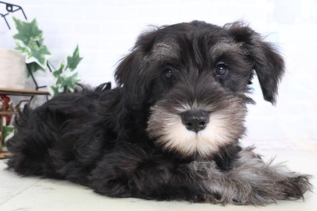 愛媛県のミニチュアシュナウザー (Coo&RIKUイオンタウン川之江店/2025年11月28日生まれ/男の子/ブラックシルバー)の子犬の2枚目の画像