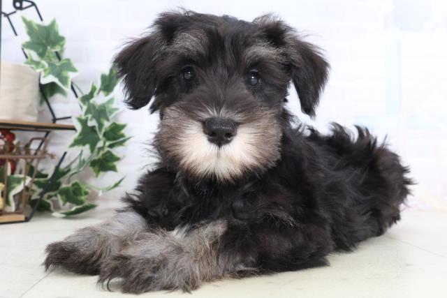 愛媛県のミニチュアシュナウザー (Coo&RIKUイオンタウン川之江店/2025年11月28日生まれ/男の子/ブラックシルバー)の子犬の3枚目の画像