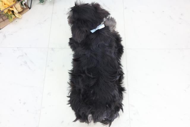 愛媛県のミニチュアシュナウザー (Coo&RIKUイオンタウン川之江店/2025年11月28日生まれ/男の子/ブラックシルバー)の子犬の4枚目の画像