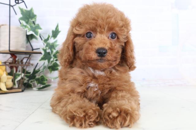 広島県のトイプードル(トイ) (Coo&RIKU広島北店/2025年12月11日生まれ/男の子/レッドフォーンホワイト)の子犬の1枚目の画像