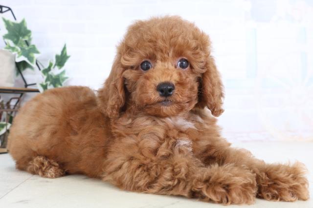 広島県のトイプードル(トイ) (Coo&RIKU広島北店/2025年12月11日生まれ/男の子/レッドフォーンホワイト)の子犬の2枚目の画像