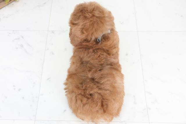 広島県のトイプードル(トイ) (Coo&RIKU広島北店/2025年12月11日生まれ/男の子/レッドフォーンホワイト)の子犬の4枚目の画像