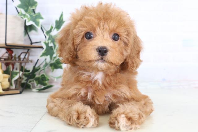 岡山県のトイプードル(トイ) (Coo&RIKU岡山店/2025年12月11日生まれ/女の子/レッドフォーンホワイト)の子犬の1枚目の画像