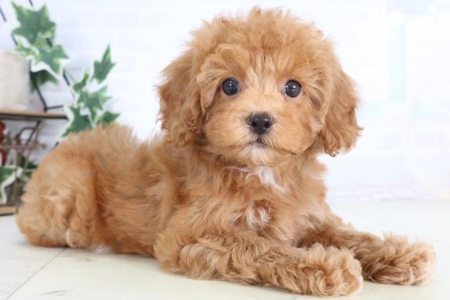 岡山県のトイプードル(トイ) (Coo&RIKU岡山店/2025年12月11日生まれ/女の子/レッドフォーンホワイト)の子犬の2枚目の画像