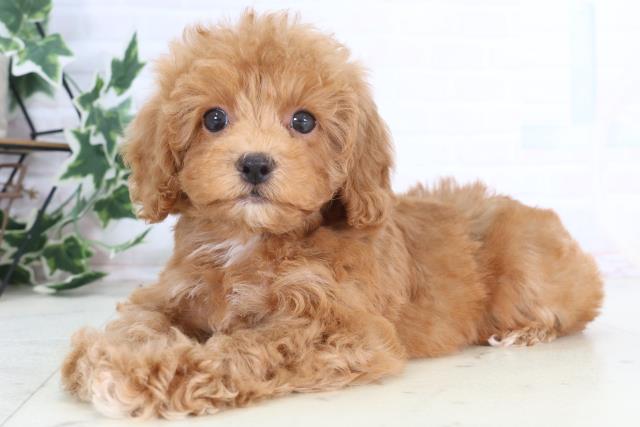 岡山県のトイプードル(トイ) (Coo&RIKU岡山店/2025年12月11日生まれ/女の子/レッドフォーンホワイト)の子犬の3枚目の画像