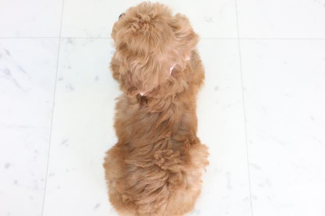 岡山県のトイプードル(トイ) (Coo&RIKU岡山店/2025年12月11日生まれ/女の子/レッドフォーンホワイト)の子犬の4枚目の画像