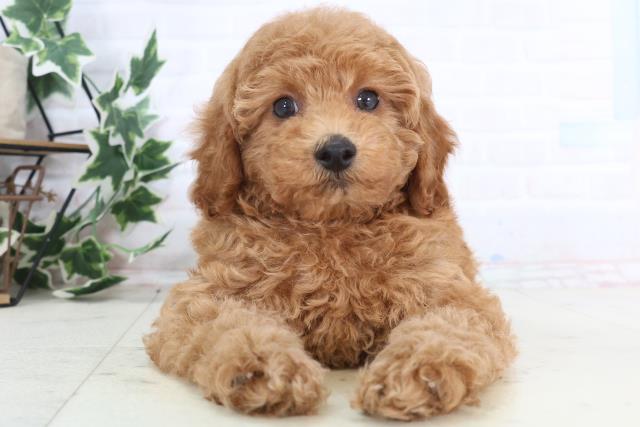 岡山県のトイプードル(トイ) (Coo&RIKU岡山店/2025年12月11日生まれ/男の子/レッドフォーン)の子犬の1枚目の画像