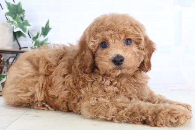 岡山県のトイプードル(トイ) (Coo&RIKU岡山店/2025年12月11日生まれ/男の子/レッドフォーン)の子犬の2枚目の画像