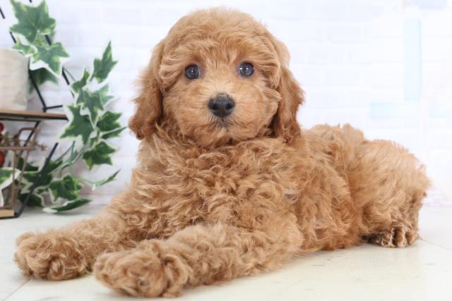 岡山県のトイプードル(トイ) (Coo&RIKU岡山店/2025年12月11日生まれ/男の子/レッドフォーン)の子犬の3枚目の画像