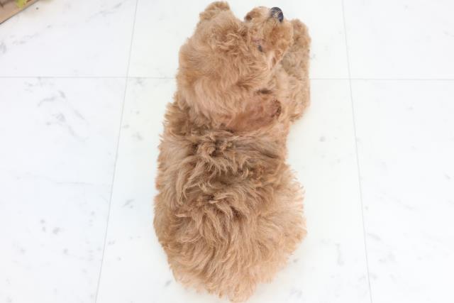 岡山県のトイプードル(トイ) (Coo&RIKU岡山店/2025年12月11日生まれ/男の子/レッドフォーン)の子犬の4枚目の画像