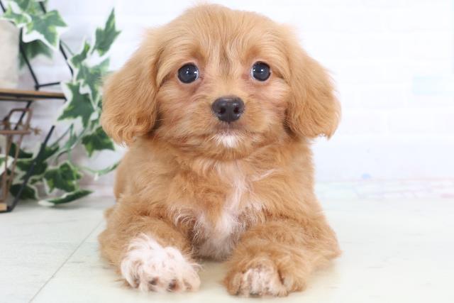 広島県のチワプー/プーチー(チワワ×プードル) (Coo&RIKU広島中央店/2025年12月12日生まれ/男の子/レッドホワイト)の子犬の1枚目の画像