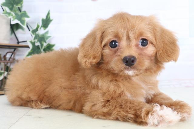 広島県のチワプー/プーチー(チワワ×プードル) (Coo&RIKU広島中央店/2025年12月12日生まれ/男の子/レッドホワイト)の子犬の2枚目の画像