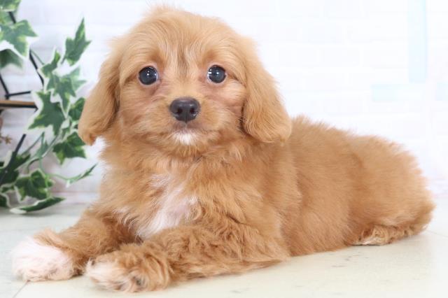 広島県のチワプー/プーチー(チワワ×プードル) (Coo&RIKU広島中央店/2025年12月12日生まれ/男の子/レッドホワイト)の子犬の3枚目の画像