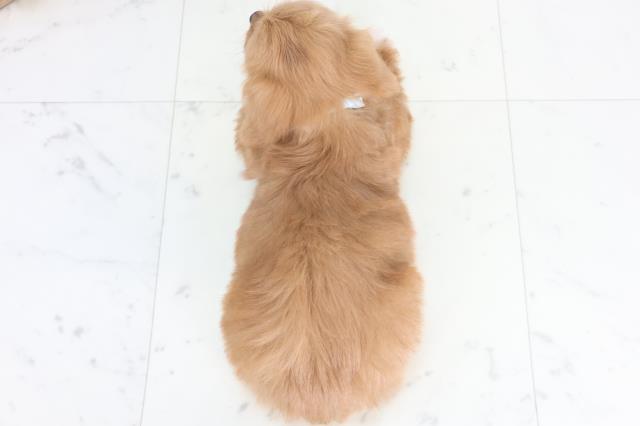 広島県のチワプー/プーチー(チワワ×プードル) (Coo&RIKU広島中央店/2025年12月12日生まれ/男の子/レッドホワイト)の子犬の4枚目の画像