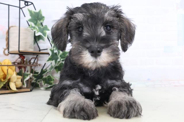 香川県のミニチュアシュナウザー (Coo&RIKU高松上福岡店/2025年12月12日生まれ/男の子/ソルトペッパー)の子犬の1枚目の画像