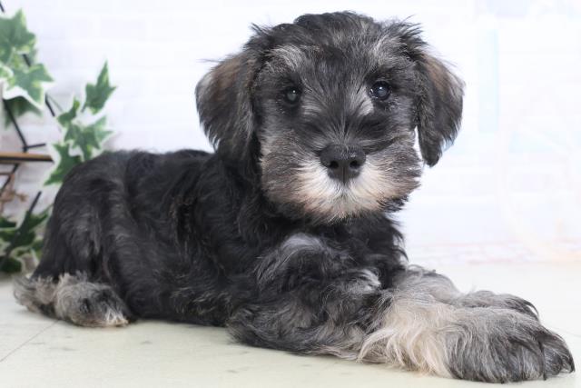 香川県のミニチュアシュナウザー (Coo&RIKU高松上福岡店/2025年12月12日生まれ/男の子/ソルトペッパー)の子犬の2枚目の画像