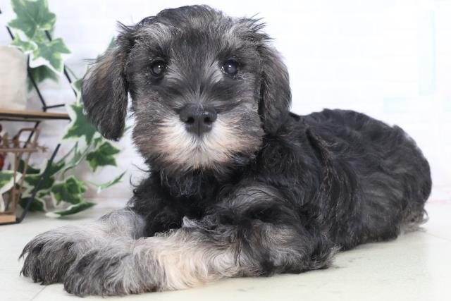 香川県のミニチュアシュナウザー (Coo&RIKU高松上福岡店/2025年12月12日生まれ/男の子/ソルトペッパー)の子犬の3枚目の画像