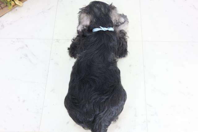 香川県のミニチュアシュナウザー (Coo&RIKU高松上福岡店/2025年12月12日生まれ/男の子/ソルトペッパー)の子犬の4枚目の画像