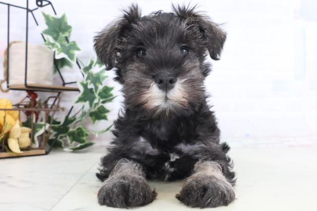 山口県のミニチュアシュナウザー (Coo&RIKUサンパークあじす店/2025年12月12日生まれ/女の子/ソルトペッパー)の子犬