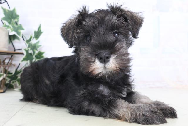 山口県のミニチュアシュナウザー (Coo&RIKUサンパークあじす店/2025年12月12日生まれ/女の子/ソルトペッパー)の子犬の2枚目の画像