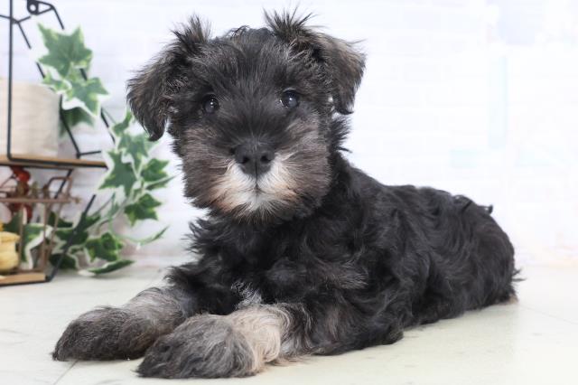 山口県のミニチュアシュナウザー (Coo&RIKUサンパークあじす店/2025年12月12日生まれ/女の子/ソルトペッパー)の子犬の3枚目の画像