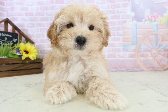 高知県のマルプー(マルチーズ×プードル) (Coo&RIKU高知御座店/2025年12月15日生まれ/男の子/アプリコット)の子犬の1枚目の画像