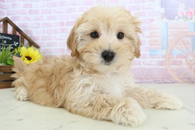 高知県のマルプー(マルチーズ×プードル) (Coo&RIKU高知御座店/2025年12月15日生まれ/男の子/アプリコット)の子犬の2枚目の画像