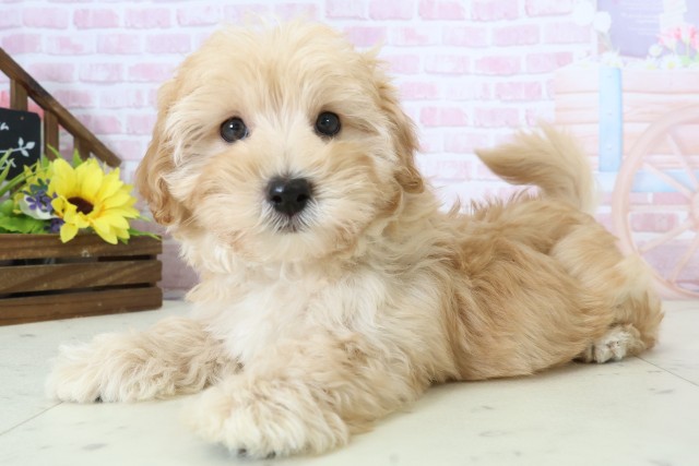 高知県のマルプー(マルチーズ×プードル) (Coo&RIKU高知御座店/2025年12月15日生まれ/男の子/アプリコット)の子犬の3枚目の画像
