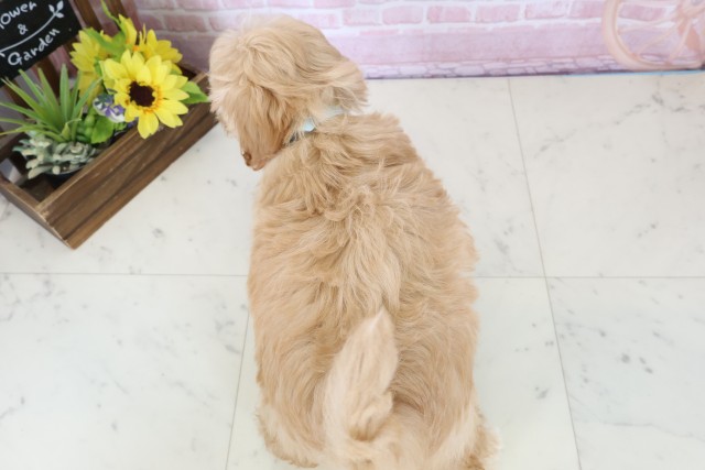 高知県のマルプー(マルチーズ×プードル) (Coo&RIKU高知御座店/2025年12月15日生まれ/男の子/アプリコット)の子犬の4枚目の画像