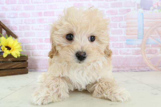 鳥取県のマルプー(マルチーズ×プードル) (Coo&RIKUラ・ムー鳥取東店/2025年12月15日生まれ/女の子/アプリコット)の子犬の1枚目の画像