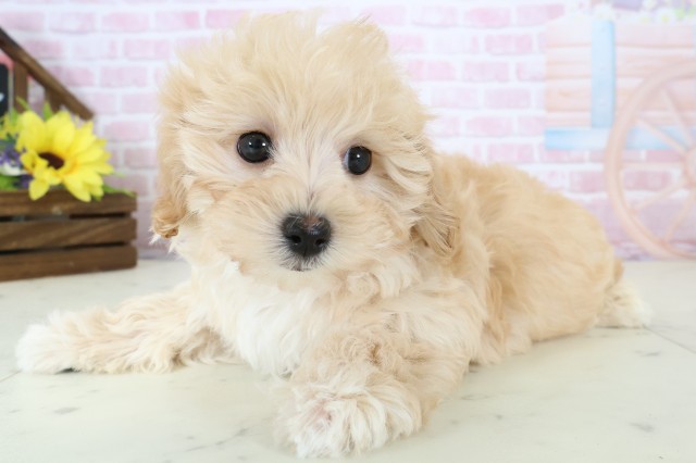 鳥取県のマルプー(マルチーズ×プードル) (Coo&RIKUラ・ムー鳥取東店/2025年12月15日生まれ/女の子/アプリコット)の子犬の3枚目の画像