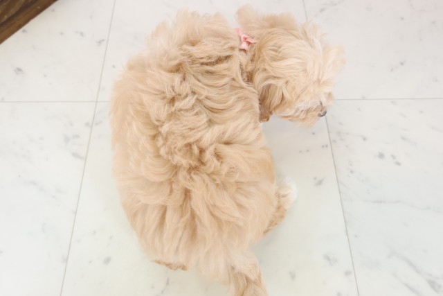 鳥取県のマルプー(マルチーズ×プードル) (Coo&RIKUラ・ムー鳥取東店/2025年12月15日生まれ/女の子/アプリコット)の子犬の4枚目の画像