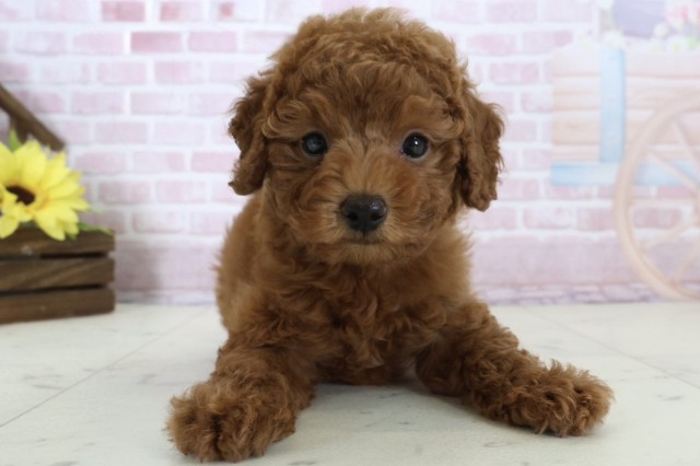 トイ・プードル