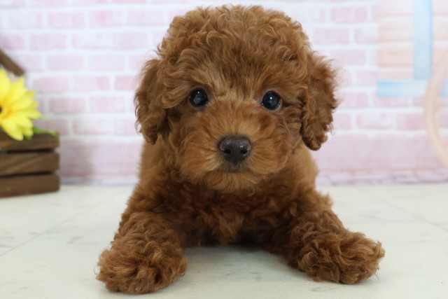 広島県のトイプードル(トイ) (Coo&RIKU広島北店/2025年12月15日生まれ/女の子/レッド)の子犬の1枚目の画像