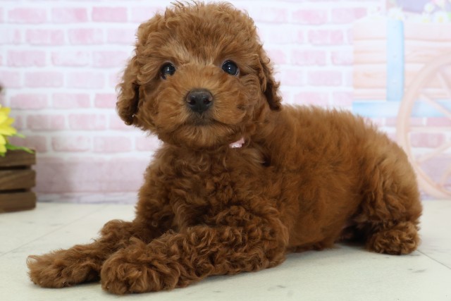 広島県のトイプードル(トイ) (Coo&RIKU広島北店/2025年12月15日生まれ/女の子/レッド)の子犬の3枚目の画像