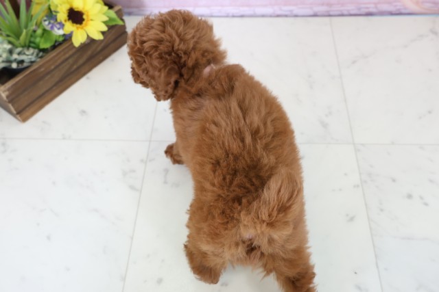 広島県のトイプードル(トイ) (Coo&RIKU広島北店/2025年12月15日生まれ/女の子/レッド)の子犬の4枚目の画像