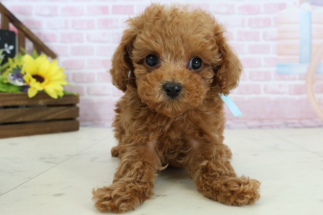 広島県のトイプードル(トイ) (Coo&RIKUゆめタウン大竹店/2025年12月16日生まれ/男の子/レッド)の子犬の1枚目の画像