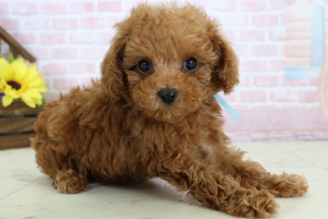 広島県のトイプードル(トイ) (Coo&RIKUゆめタウン大竹店/2025年12月16日生まれ/男の子/レッド)の子犬の2枚目の画像