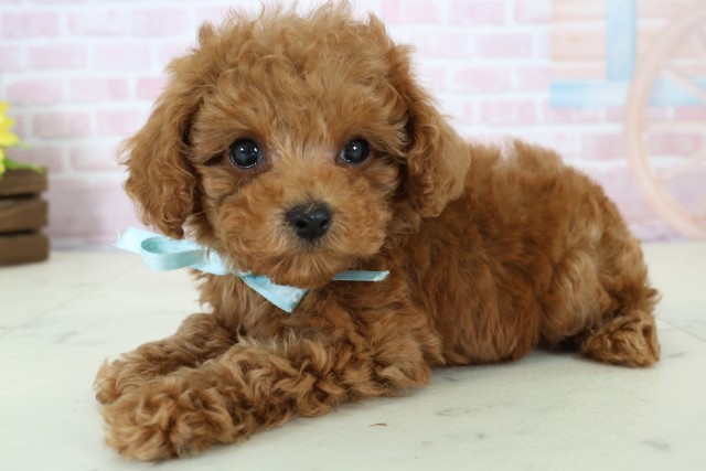 広島県のトイプードル(トイ) (Coo&RIKUゆめタウン大竹店/2025年12月16日生まれ/男の子/レッド)の子犬の3枚目の画像