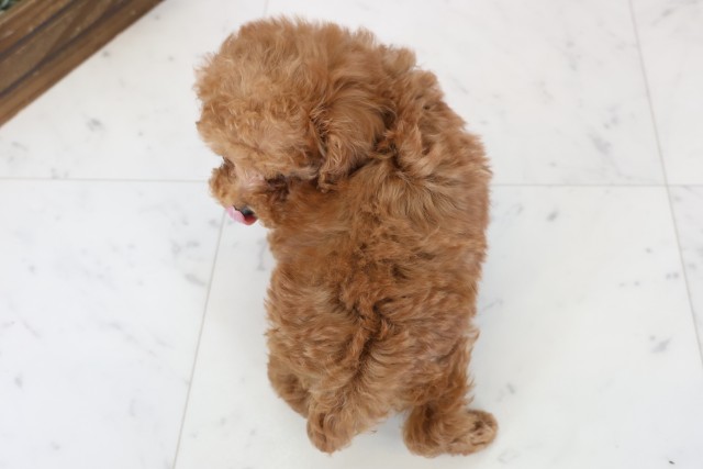 広島県のトイプードル(トイ) (Coo&RIKUゆめタウン大竹店/2025年12月16日生まれ/男の子/レッド)の子犬の4枚目の画像
