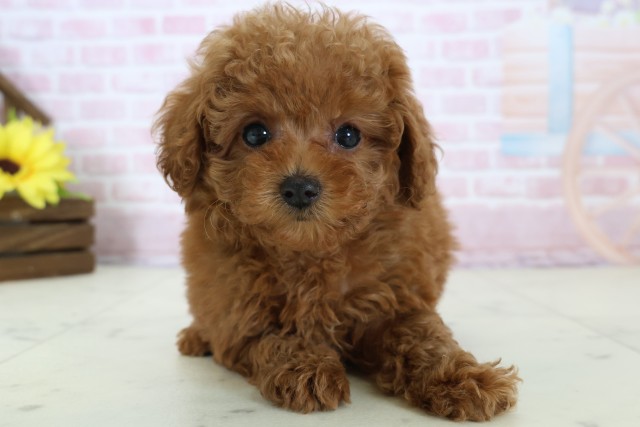 広島県のトイプードル(トイ) (Coo&RIKUゆめタウン大竹店/2025年12月16日生まれ/女の子/レッド)の子犬の1枚目の画像