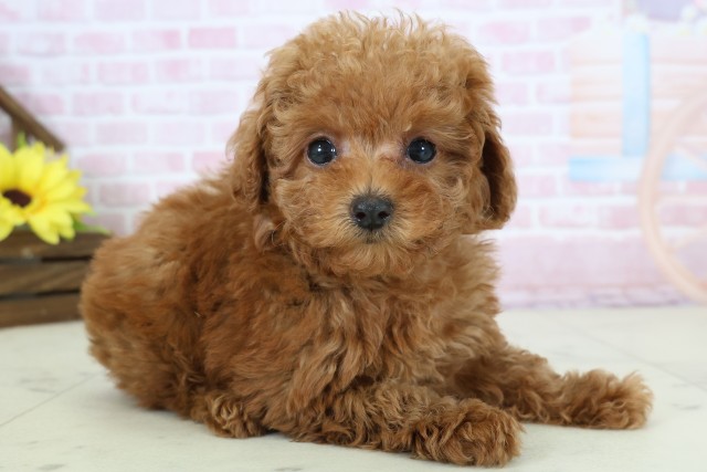 広島県のトイプードル(トイ) (Coo&RIKUゆめタウン大竹店/2025年12月16日生まれ/女の子/レッド)の子犬の2枚目の画像