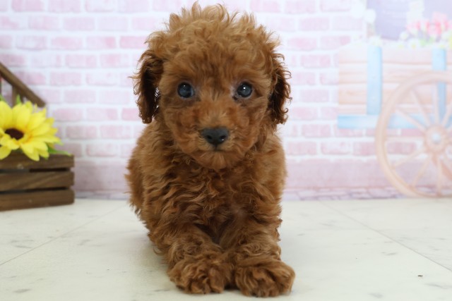 香川県のトイプードル(トイ) (Coo&RIKU高松上福岡店/2025年12月16日生まれ/女の子/レッド)の子犬の1枚目の画像