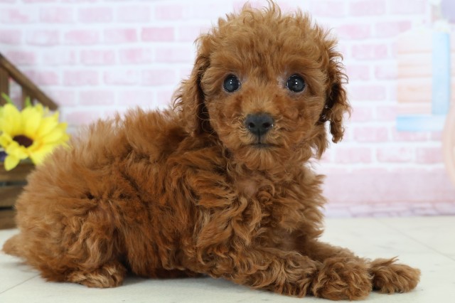 香川県のトイプードル(トイ) (Coo&RIKU高松上福岡店/2025年12月16日生まれ/女の子/レッド)の子犬の2枚目の画像