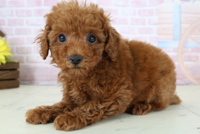 香川県のトイプードル(トイ) (Coo&RIKU高松上福岡店/2025年12月16日生まれ/女の子/レッド)の子犬の3枚目の画像