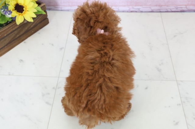 香川県のトイプードル(トイ) (Coo&RIKU高松上福岡店/2025年12月16日生まれ/女の子/レッド)の子犬の4枚目の画像
