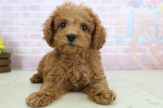 愛媛県のトイプードル(トイ) (Coo&RIKUイオンタウン川之江店/2025年12月16日生まれ/女の子/レッド)の子犬の1枚目の画像